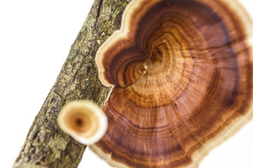 Natural mushroom on white background