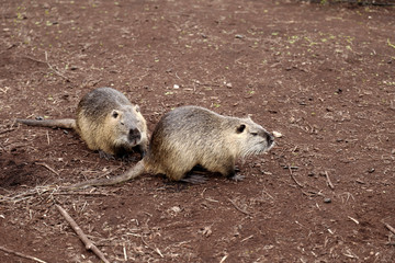 Nutria sitting on land