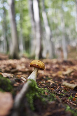 森に自生するキノコ