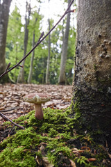 森に自生するキノコ