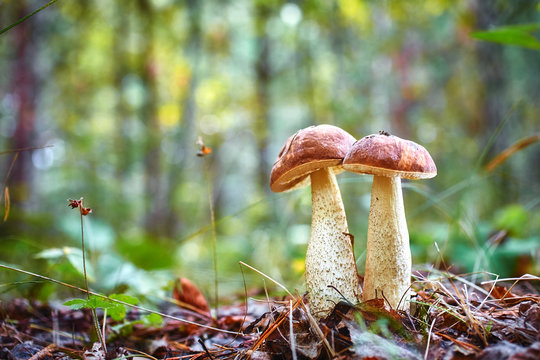 Macrophotography of two boletus mushrooms growing together in the wild forest