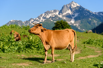Fototapeta na wymiar Cow on a mountain meadow on a background of snow-capped mountains. Cattle in the Alpine meadows