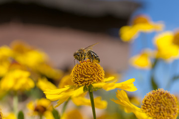 bee on an autumnal flower