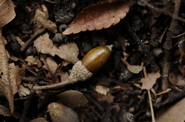 ドングリの実