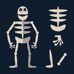skeleton vector illustration 