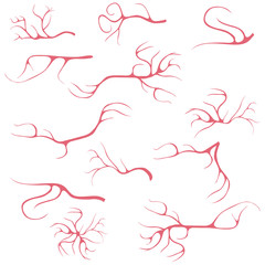 Blood vessels, a set of realistic blood vessels. Capillaries. Flat design, vector illustration, vector.