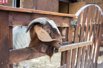 One goat looks at the camera. Goat on the farm. Beautiful goat