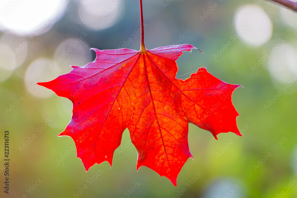 Wall mural a red carved with holes maple leaf on blurred background