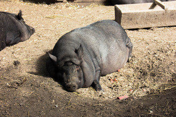 Large pot-bellied vietnamese pig. Black pig on the farm. Sleeping Pig
