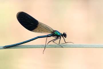 Damigella (Calopteryx virgo)