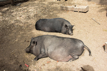 Large pot-bellied vietnamese pig. Black pig on the farm. Sleeping Pig