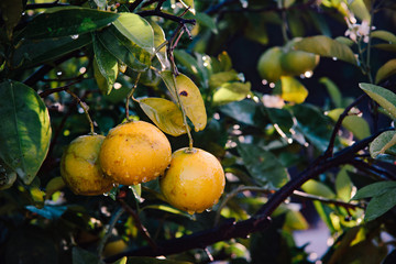 Bio Orangen mit Wassertropfen am Baum