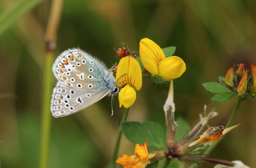A pretty Common Blue Butterfly (Polyommatus icarus) perching on a wildflower, Bird's-foot-trefoil.