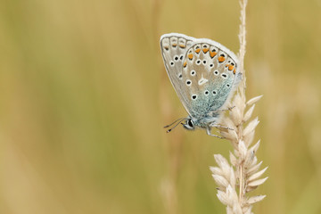 Fototapeta na wymiar A stunning Common Blue Butterfly (Polyommatus icarus ) perched on a grass seed head .
