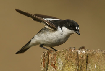 A beautiful male Pied Flycatcher (Ficedula hypoleuca) hunting for food on a wooden post.