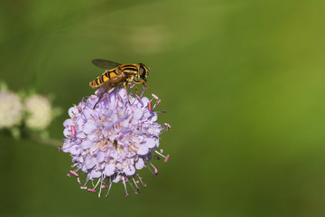A beautiful Hoverfly nectaring on a Scabious flower.