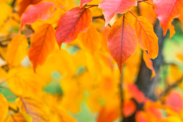 Naklejka na ściany i meble Autumn leaves on a tree, selective focus, blurred background