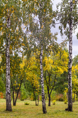 Autumn in the park, vertical arrangement. Birches.