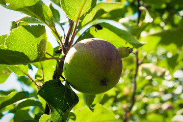 Apple tree. Apple tree with small natural apple