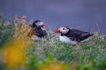Cute Atlantic Puffin - ratercula arctica in Borgarfjordur eystri ,Iceland.