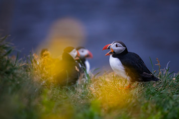 Cute Atlantic Puffin - ratercula arctica in Borgarfjordur eystri ,Iceland.