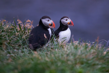 Cute Atlantic Puffin - ratercula arctica in Borgarfjordur eystri ,Iceland.
