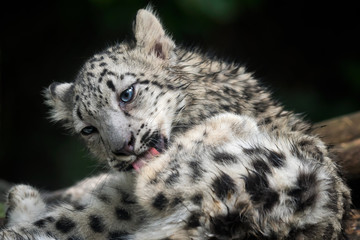 Baby snow leopard (Panthera uncia). Young snow leopard licks its fur.