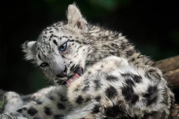 Foto op Plexiglas Baby snow leopard (Panthera uncia). Young snow leopard licks its fur. © Lubos Chlubny