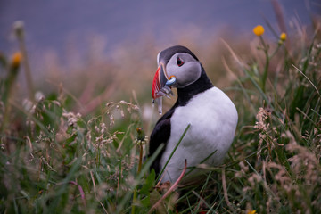 Cute Atlantic Puffin - ratercula arctica in Borgarfjordur eystri ,Iceland.