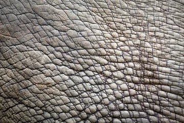 Deurstickers Skin of rhinoceros © MrPreecha