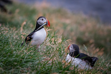 Cute Atlantic Puffin - ratercula arctica in Borgarfjordur eystri ,Iceland.