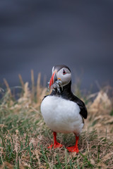 Cute Atlantic Puffin - ratercula arctica in Borgarfjordur eystri ,Iceland.
