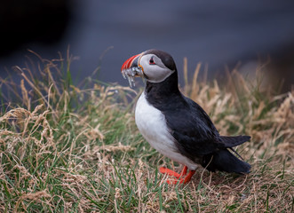 Cute Atlantic Puffin - ratercula arctica in Borgarfjordur eystri ,Iceland.