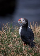 Cute Atlantic Puffin - ratercula arctica in Borgarfjordur eystri ,Iceland.