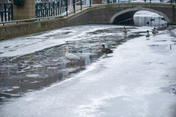 Ducks on ice on a frozen canal