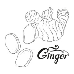 hand drawn ginger root, spicy ingredient, ginger logo, healthy organic food, spice ginger isolated on white background, culinary herbs, label, food, natural healthy food, vector graphic to design