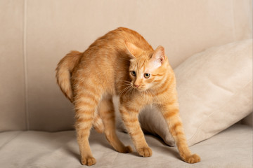 Full body portrait of a cute red-haired kitten standing on the couch with a bent back.
