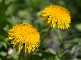 Common dandelion yellow