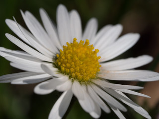 Annual daisy macro