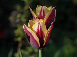 Tulip yellow and red