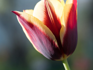 Tulip yellow and red