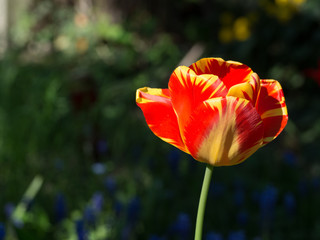 Tulipred and yellow