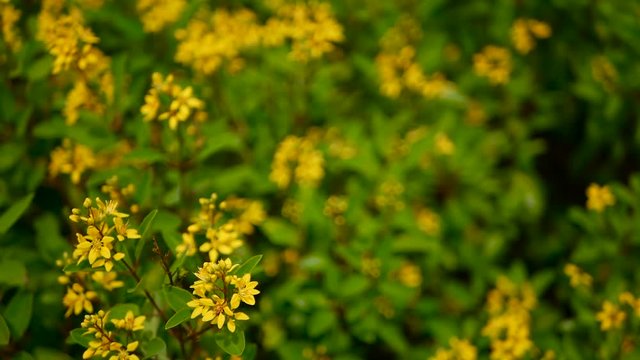 Spring field of small yellow flowers of Galphimia. Evergreen shrub of star-shaped Golden Thryallis glauca. Ornamental bloom in natural sunlight of Gold Shower. Summer meadow background, soft focus.