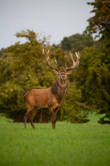 Fototapeta premium Red deer