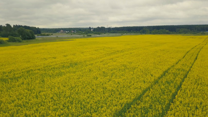 Fototapeta na wymiar Yellow blooming flowers in a summer field. Landscape summer field flowers