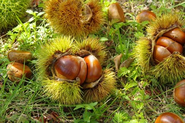 栗拾い　毬栗　秋