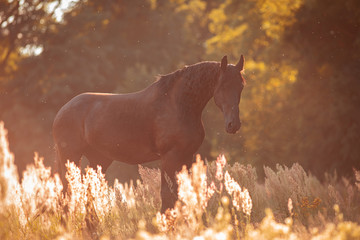 FriesenStute auf der Weide © Max