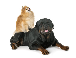 rottweiler and spitz