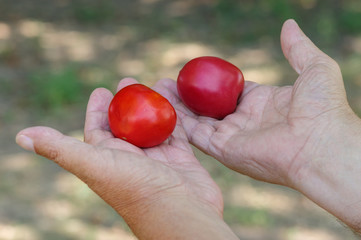 Senior farmer hands taking two organic tomatoes against green natural background