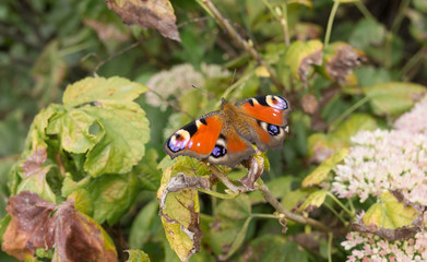 Fototapeta premium European Peacock butterfly sitting on a dry vine leaf in autumnal garden